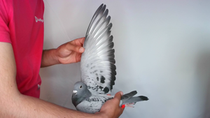Pigeon image