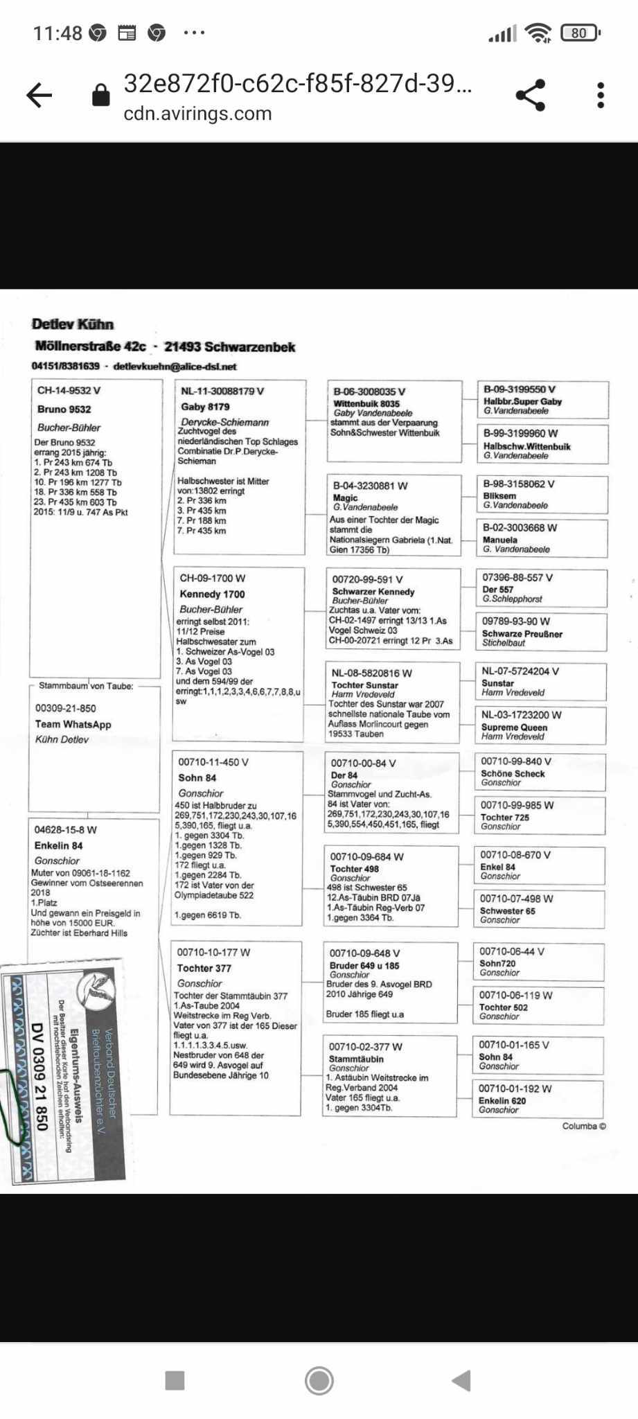 Pigeon pedigree image