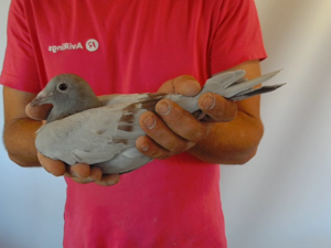 Pigeon image