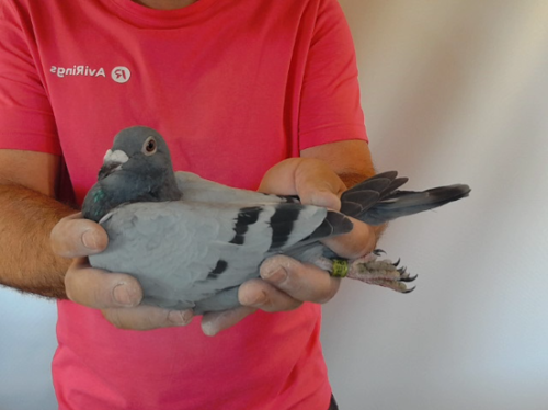 Pigeon image