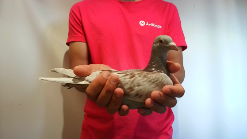 Pigeon image