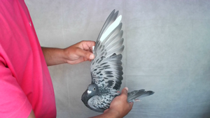 Pigeon image