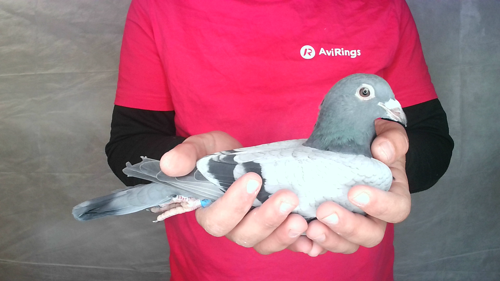 Pigeon image