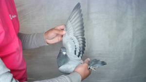 Pigeon image