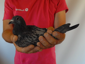 Pigeon image