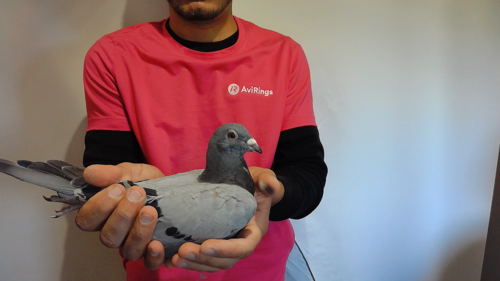 Pigeon image