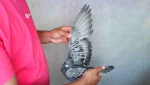 Pigeon image