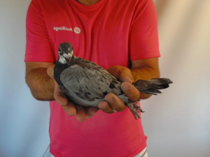 Pigeon image