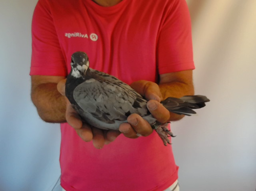 Pigeon image