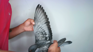 Pigeon image