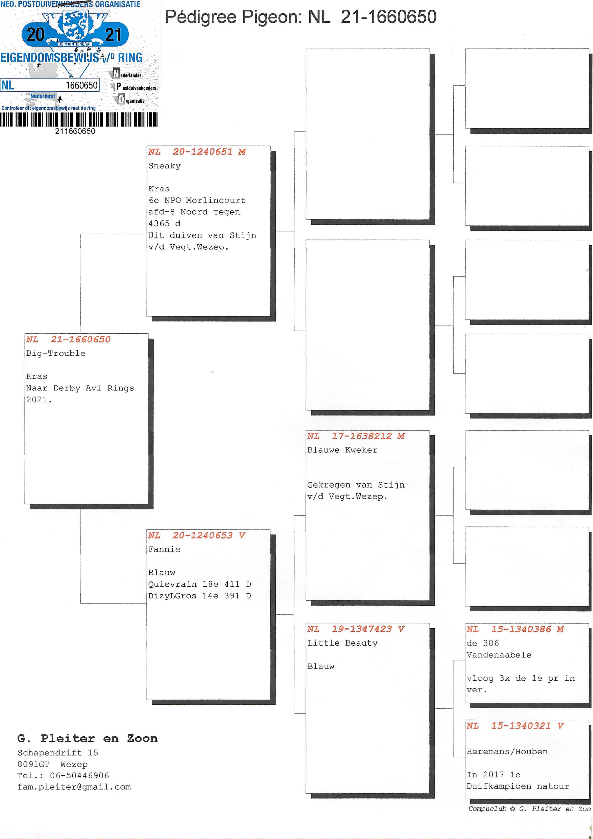 Pigeon pedigree image