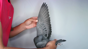 Pigeon image