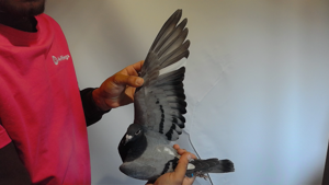 Pigeon image