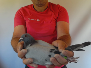 Pigeon image