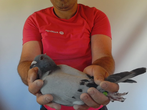 Pigeon image