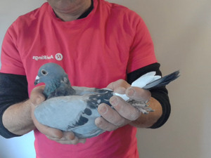 Pigeon image