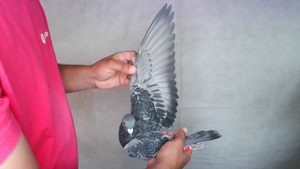 Pigeon image