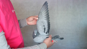Pigeon image
