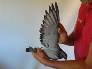 Pigeon image