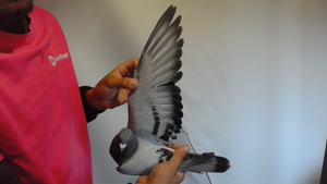 Pigeon image