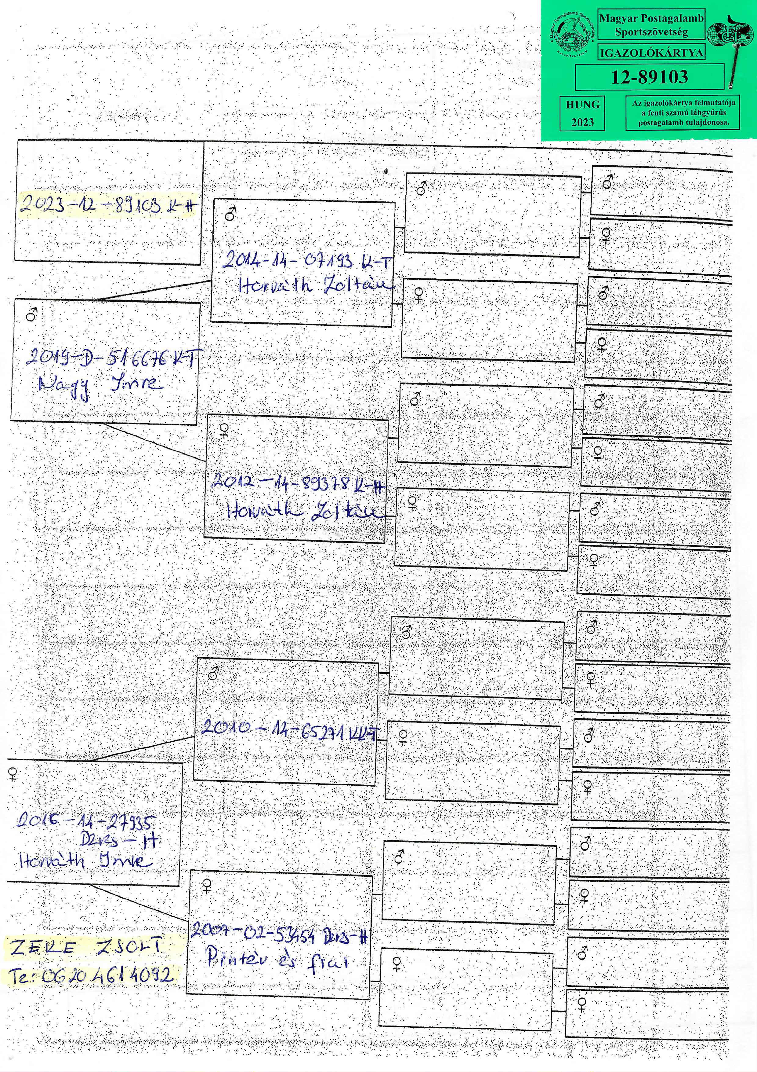 Pigeon pedigree image