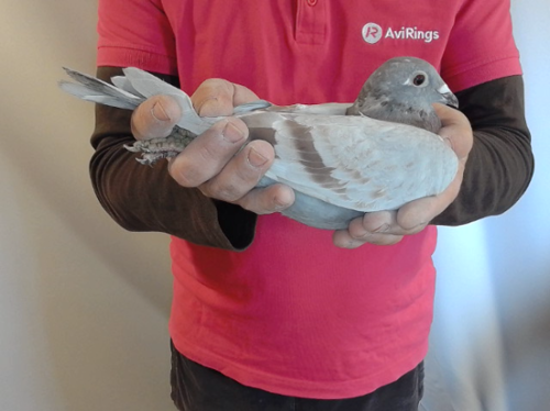 Pigeon image