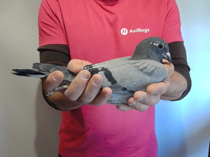 Pigeon image