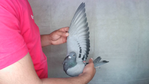 Pigeon image