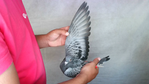 Pigeon image