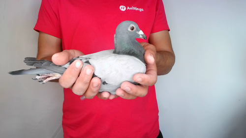 Pigeon image