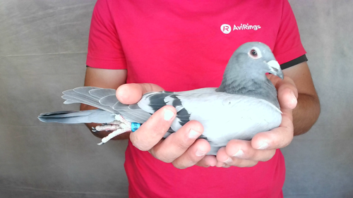 Pigeon image