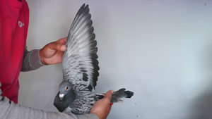 Pigeon image