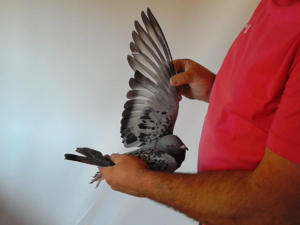 Pigeon image