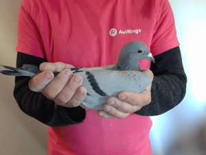 Pigeon image