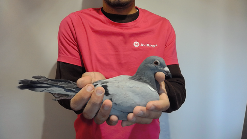 Pigeon image