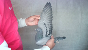 Pigeon image