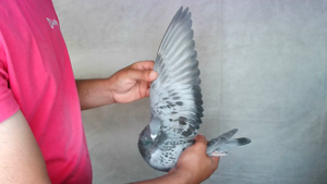 Pigeon image