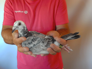 Pigeon image