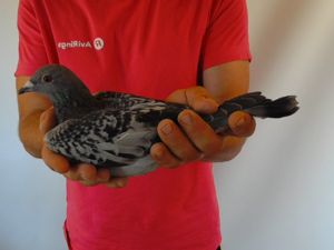 Pigeon image