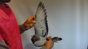 Pigeon image