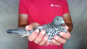 Pigeon image