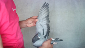Pigeon image