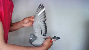 Pigeon image