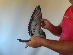 Pigeon image