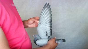 Pigeon image
