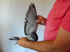 Pigeon image