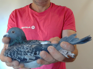 Pigeon image