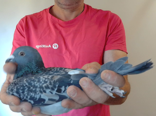 Pigeon image
