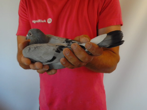 Pigeon image