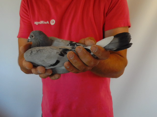 Pigeon image
